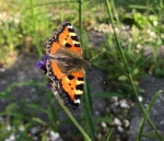 Neil Grantham - Tortoiseshell on Verbena