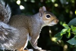 Nicky Westwood - Squirrel in the sunshine
