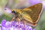 Richard Broadbent - Small Skipper