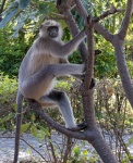 Martyn Pearse - Tufted Gray Langur