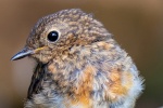 Richard Broadbent - Young Robin