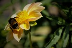 Nicky Westwood-Bee on a dahlia