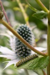 Neil Grantham - Mullein Moth Caterpillar