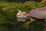 Lindsey Smith - Being watched from the pond