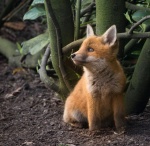 Nick Hardwick - Fox Cub