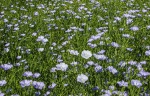 Flax flowers