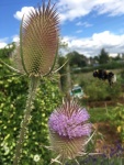 Beckie Lewis - Busy Bee