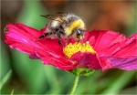 John Cavana - Bee on cosmos