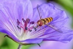 John Cavana - Geranium lunch