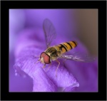 John Cavana - Hoverfly on clematis