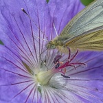 John Cavana - White butterfly