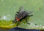 Richard Broadbent - Flesh Fly