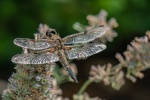Richard Broadbent - Four Spot Chaser