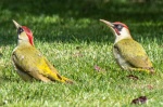 Richard Broadbent - Green Woodpekers