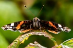 Richard Broadbent - Red Admiral