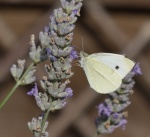 Miggy Wild - Cabbage White