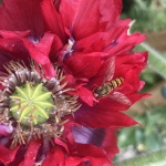Miggy Wild - Hoverfly