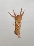 Miggy Wild - Moth on window