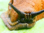 Miggy Wild - Spanish Slug 1