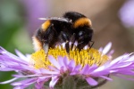 Lindsey Smith - Buff-tailed bumblebee (2)