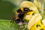 Lindsey Smith - Buff-tailed bumblebee