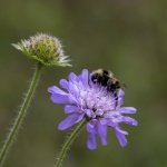 Colin Lamb - Bumblebee on Field Scabious 1