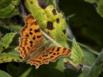 Colin Lamb - Comma