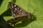Colin Lamb - Meadow Brown close-up