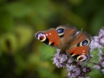 Colin Lamb - Peacock on Marjoram