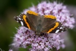 Colin Lamb - Red Admiral on Marjoram 2