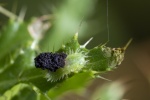 Colin Lamb - Thistle Tortoise Beetle larva