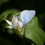 Holly Blue on Ramsons - Colin Lamb
