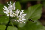 Hoverfly and Ramsons - Colin Lamb