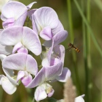 Hoverfly and sweet pea - Colin Lamb