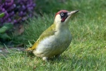 Male Green Woodpecker - Colin Lamb