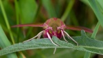 Elephant Hawk-moth - Colin Lamb