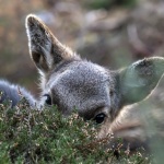 Peek-a-boo - Colin Lamb