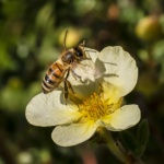 Honey Bee