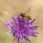 Hoverfly on knapweed - Colin Lamb
