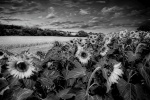 Maureen Tyrrell - Sunflowers