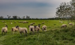 Wendy Meager - Sheep in Clifton fields