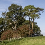 Colin Lamb - Trees on Windmill Hill