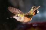 Broad Tailed Hummingbird.jpg