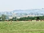 Miggy Wild - cows in landscape