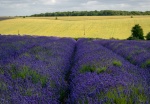 Neil Grantham - Cotswold Lavender