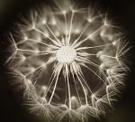 Dandelion by Maureen Tyrrell