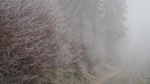 Beckie Lewis - Swiss Mist