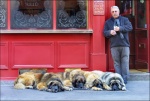 FOUR PINTS OF LAGER AND A PACK