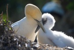 Gannets, New Zealand.jpg