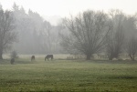 Hardwick-Horses by Willows
